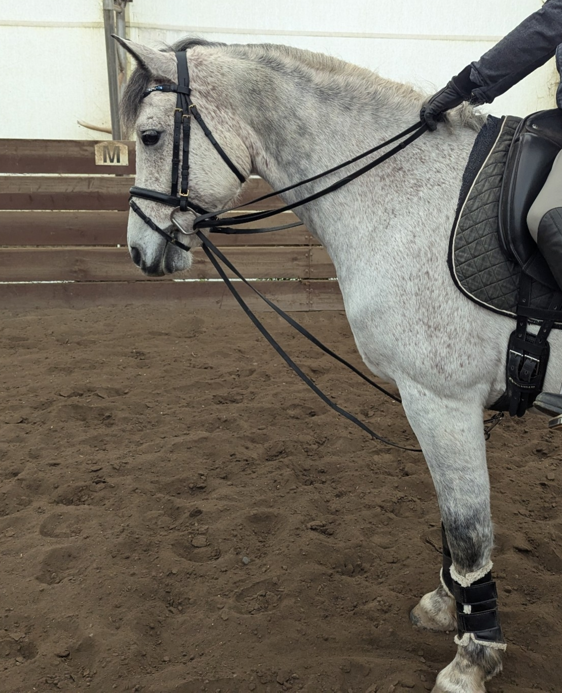 Horse riding draw reins