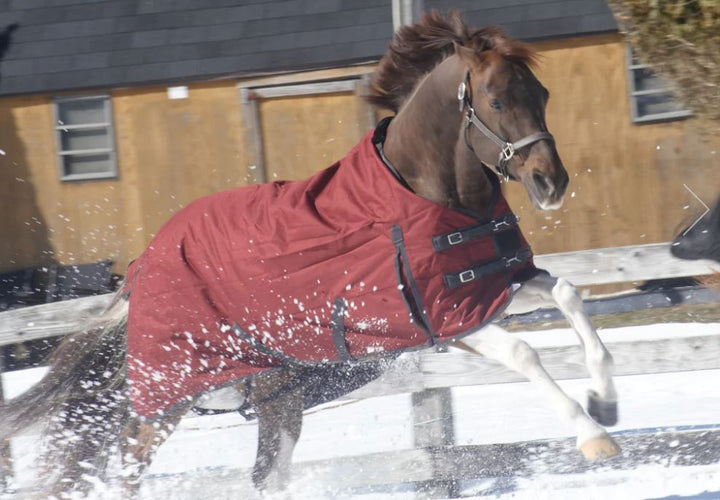 The Why and When of Blanketing Your Horse