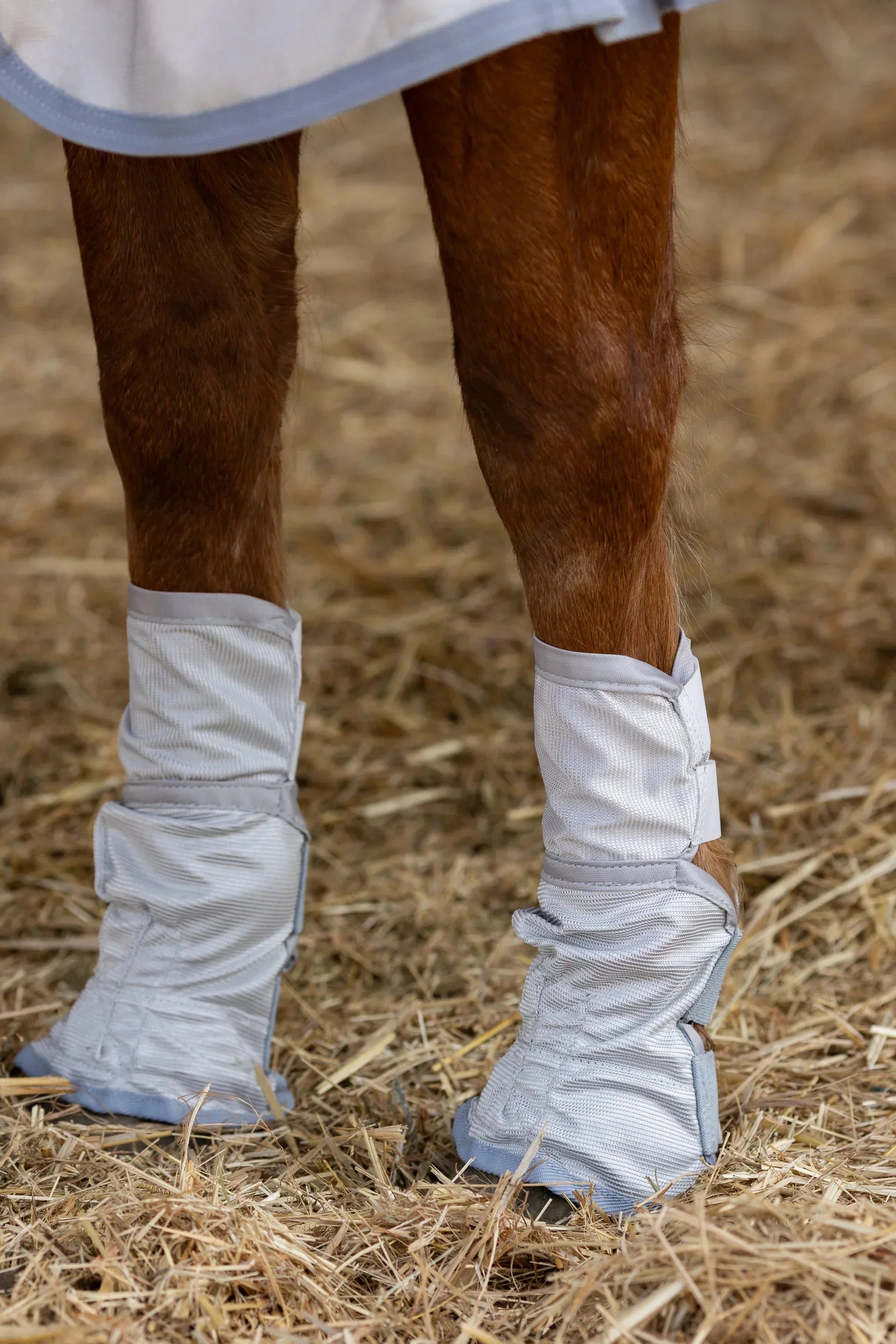 Mesh Fly Boots on brown horse legs
