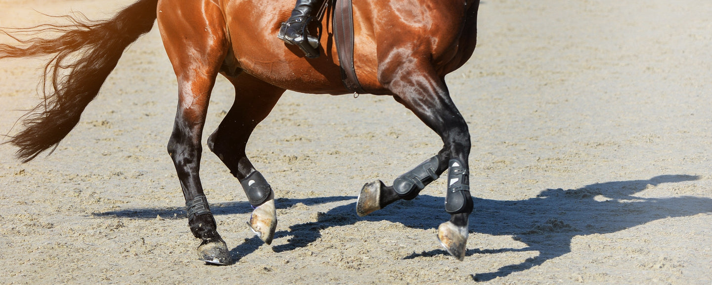 Horse boots, tendon boots, leg wraps