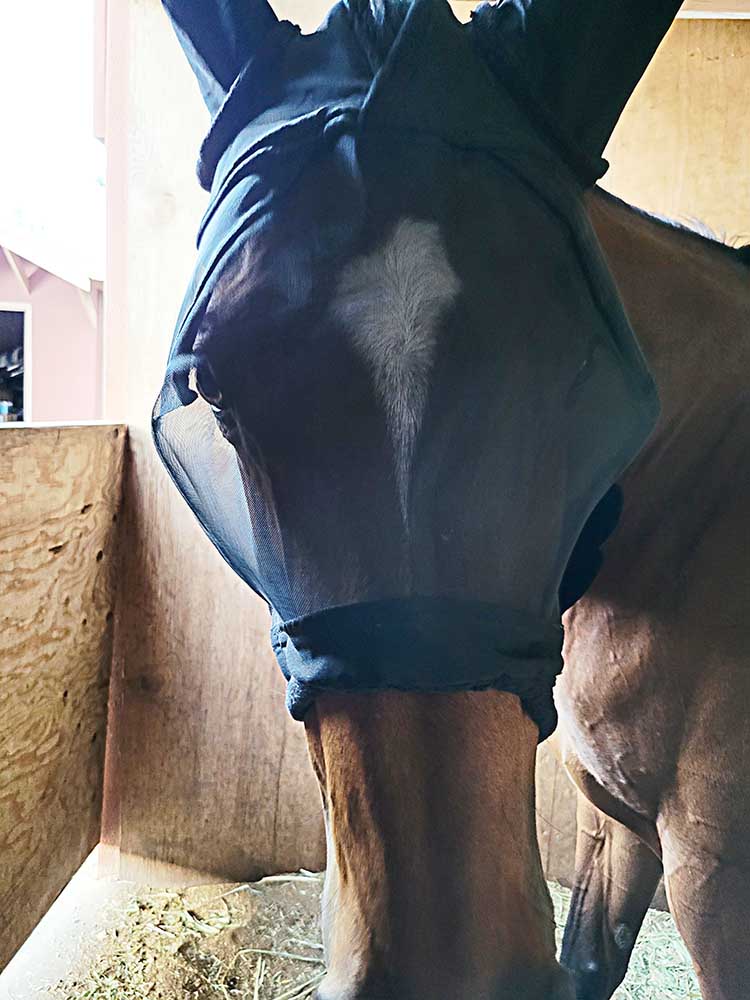 Fly Mask with Lycra Ears