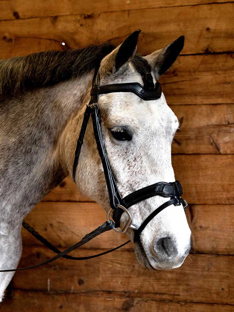 A gray horse wearing a black monocrown bridle with a snakeskin-embossed design and stainless-steel hardware.