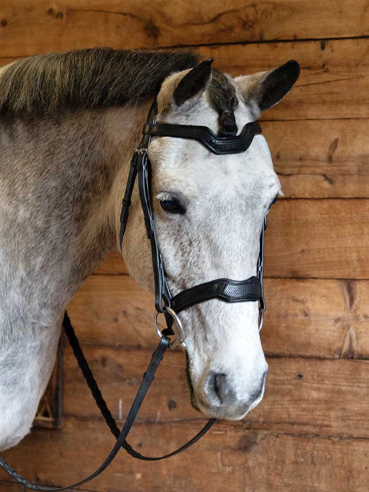 A gray horse wearing a black monocrown bridle with a snakeskin-embossed design and stainless-steel hardware.