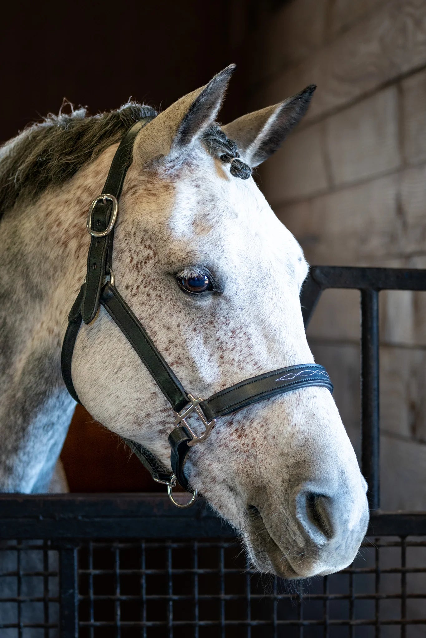 Horse head with bridle in a stable setting