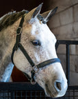 Horse head with bridle in a stable setting