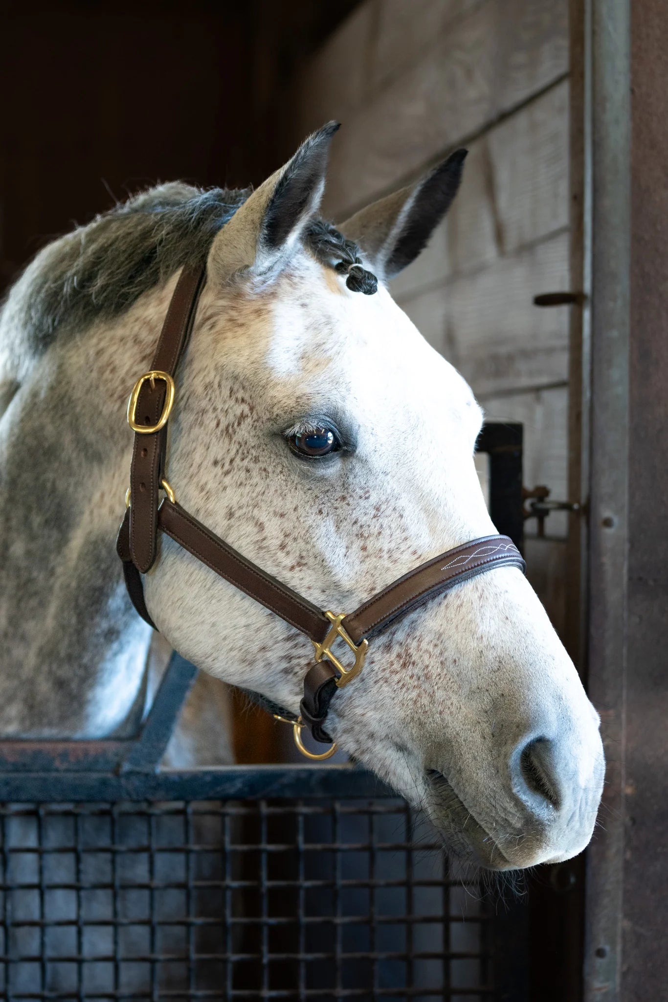 Horse with a bridle in a stable