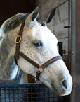 Horse with a bridle in a stable
