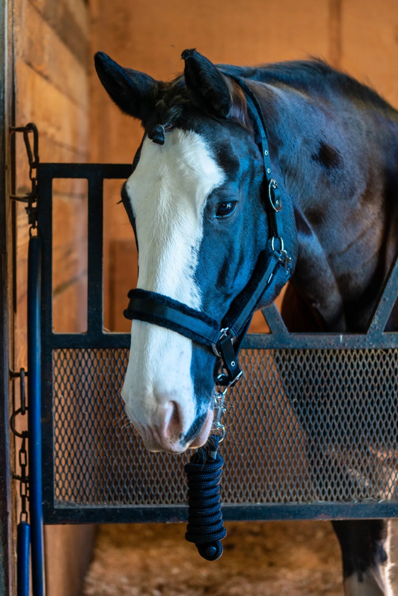 Horse with a bridle standing in a stable