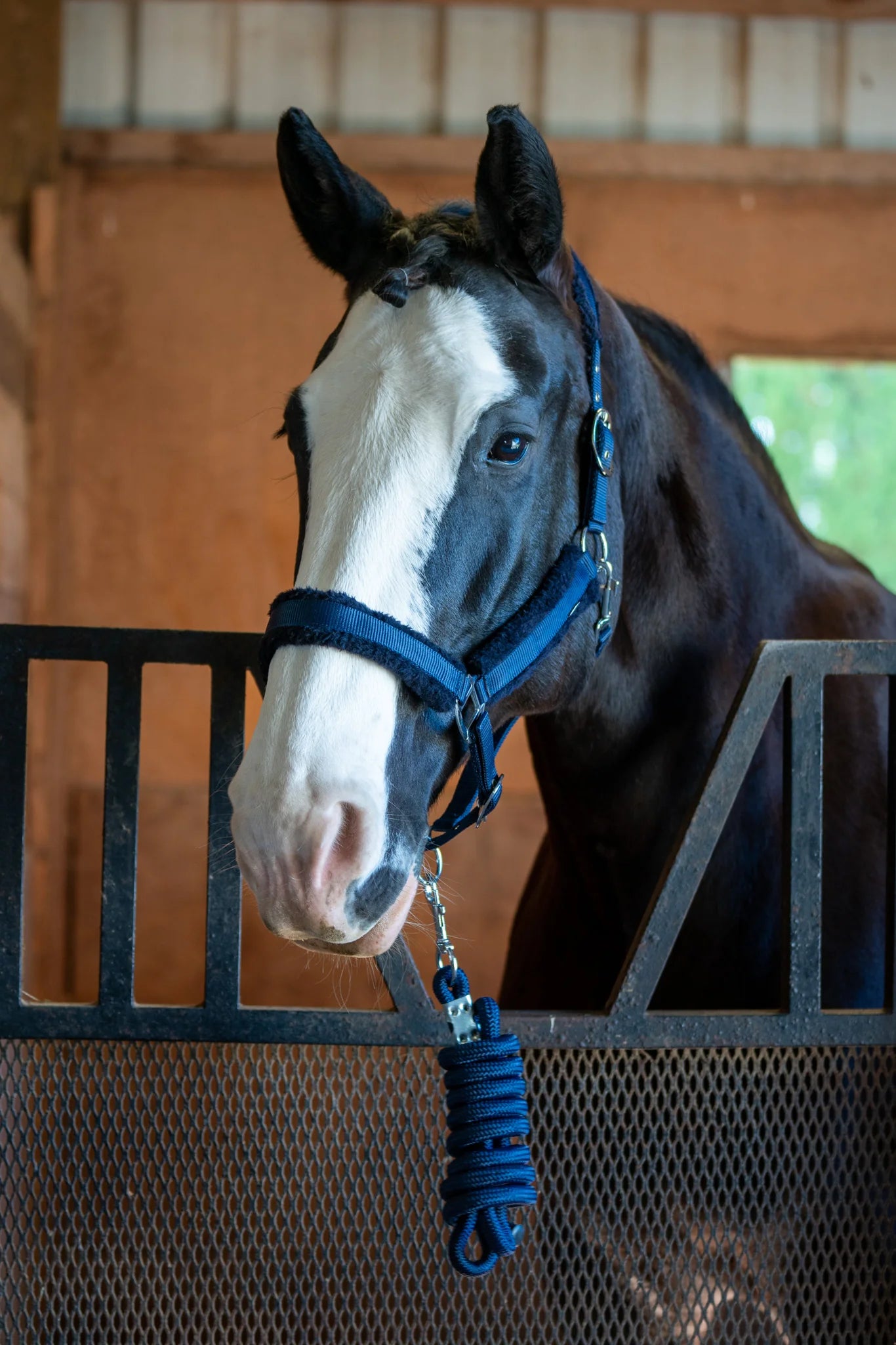 Horse with a blue bridle and reins in a stable