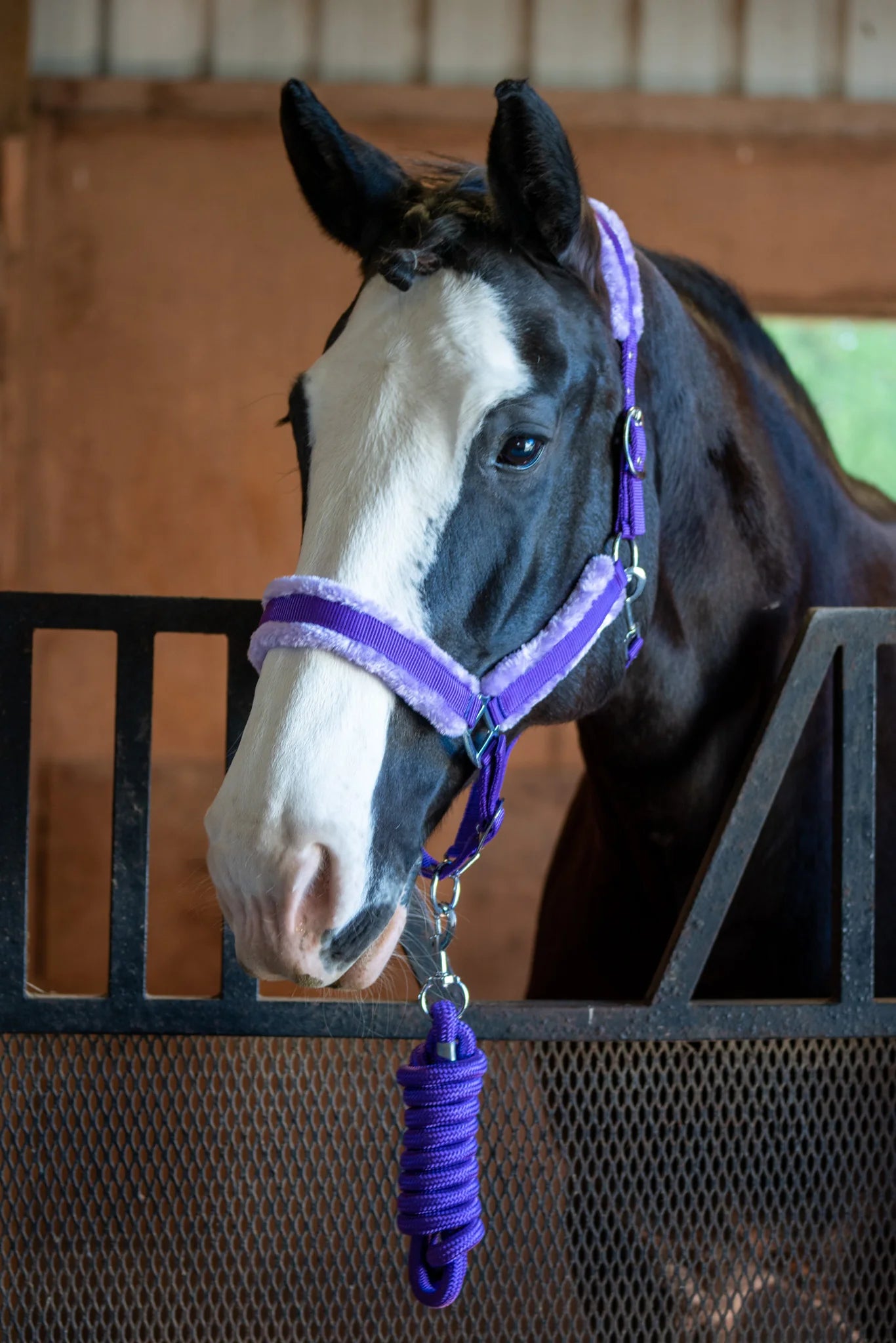 Horse with a purple halter in a stable