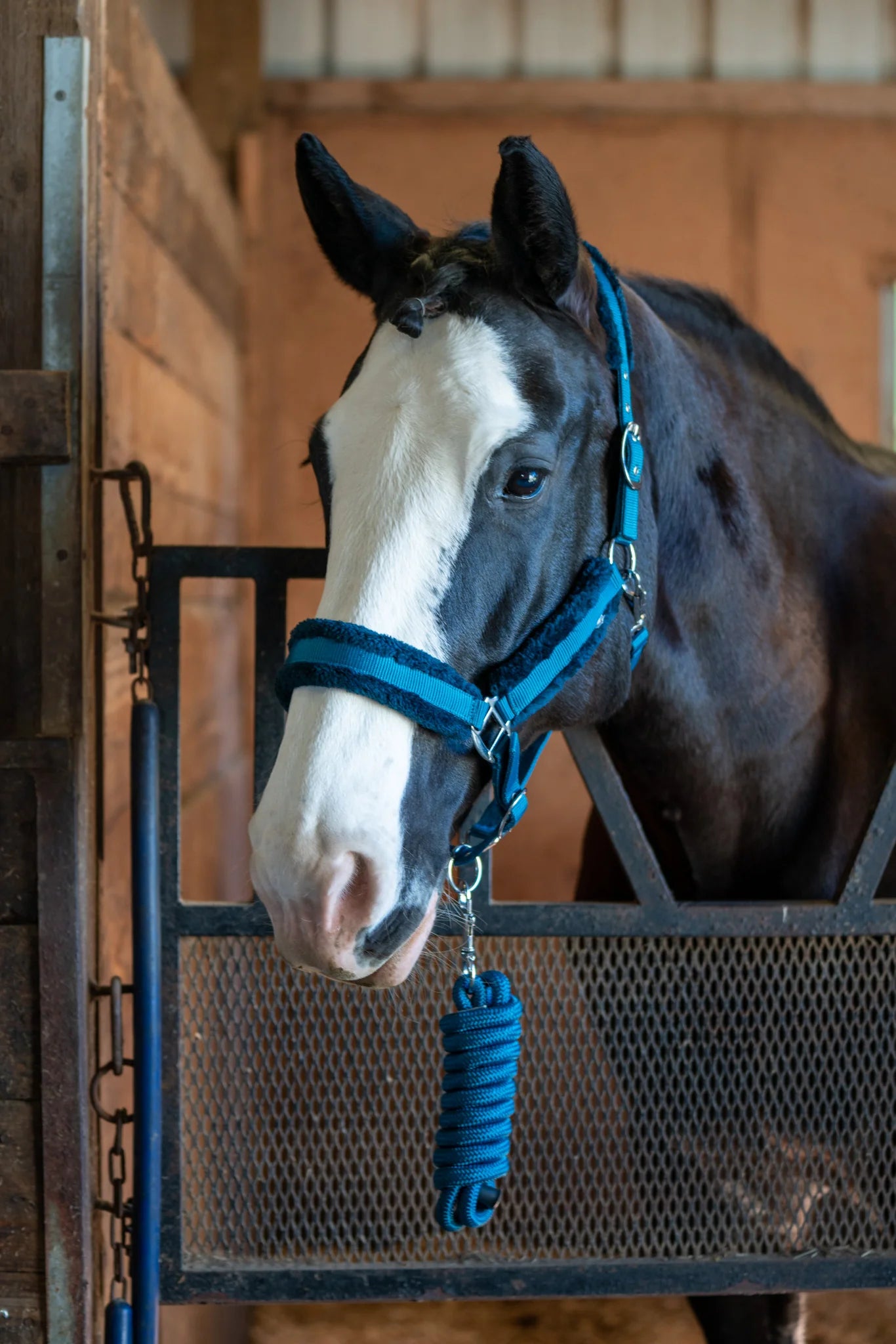 Horse with a blue halter standing in a stable.