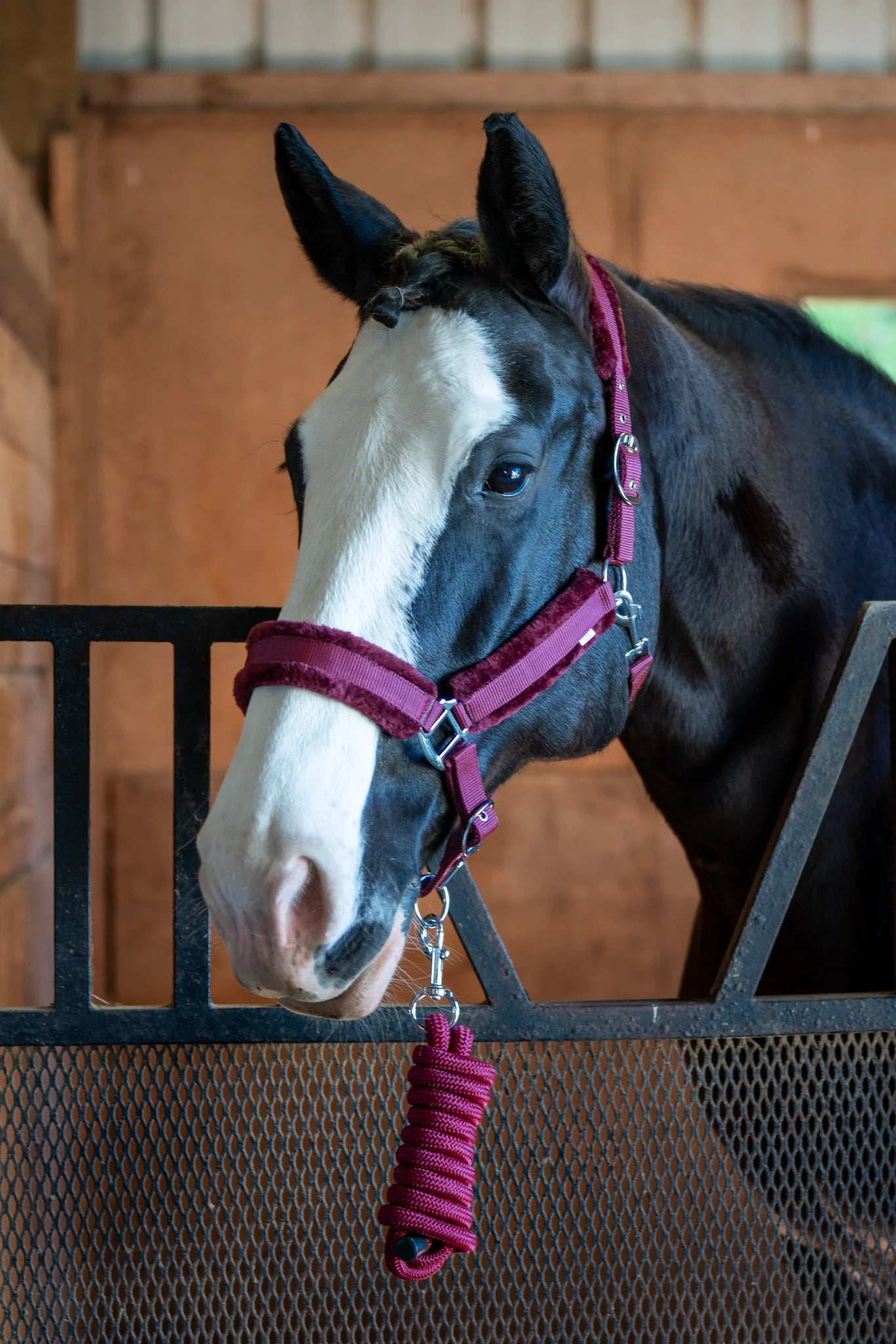 Horse with a pink bridle and reins in a stable