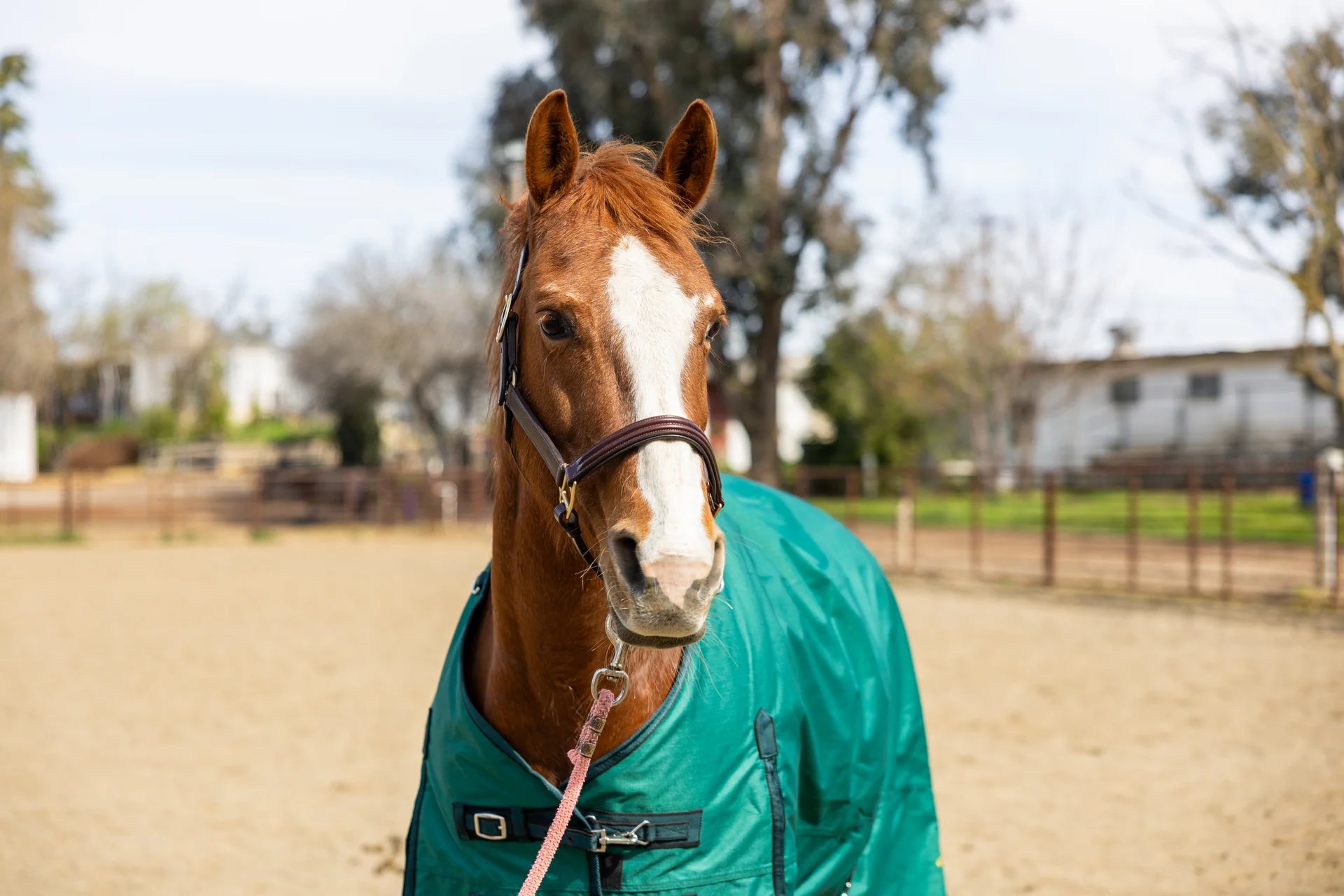 Horse wearing dark green 600D Turnout & Stable Blanket