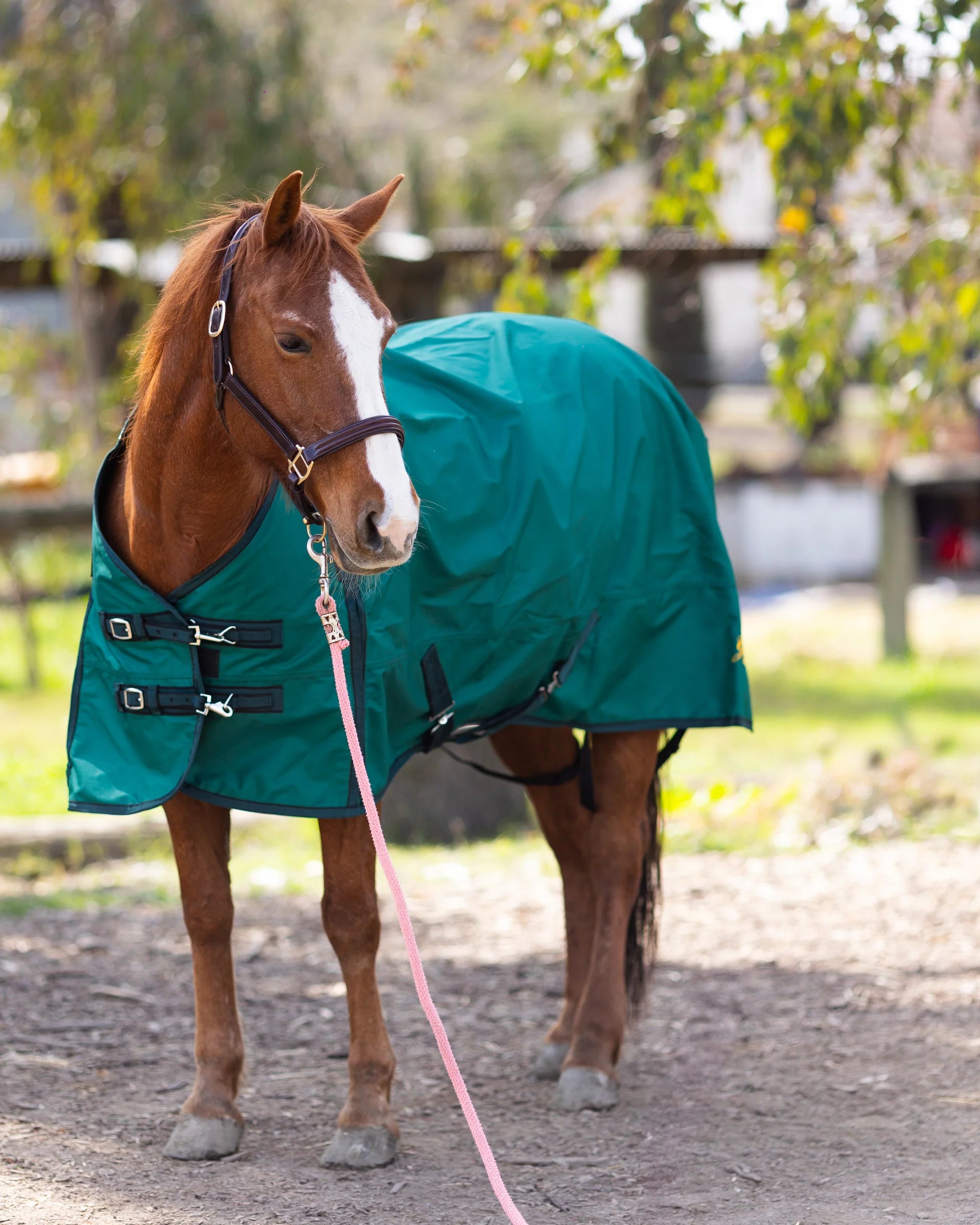 Horse wearing Dark Green 600D Turnout & Stable Blanket with Black trims