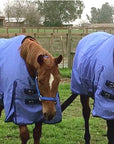 Two horses wearing blue blankets and blyue nylon halters