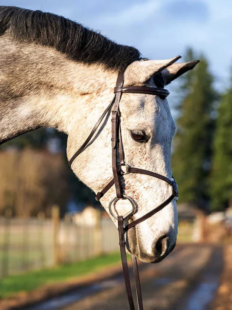 Augusta Figure 8 Bridle on a horse