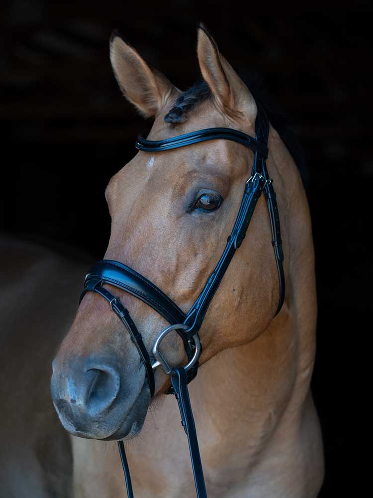 Dressage bridle on brown horse