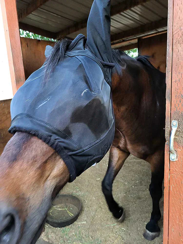 Fly Mask with Lycra Ears on Brown horse looking out the barn