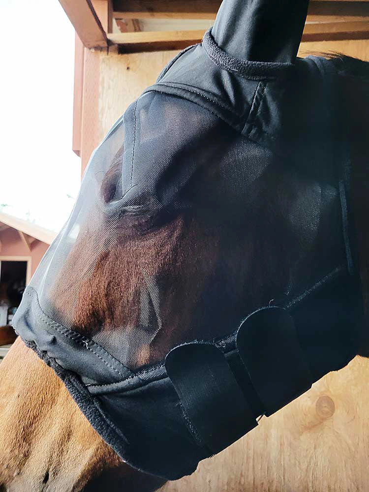 Fly Mask with Lycra Ears on Brown Horse