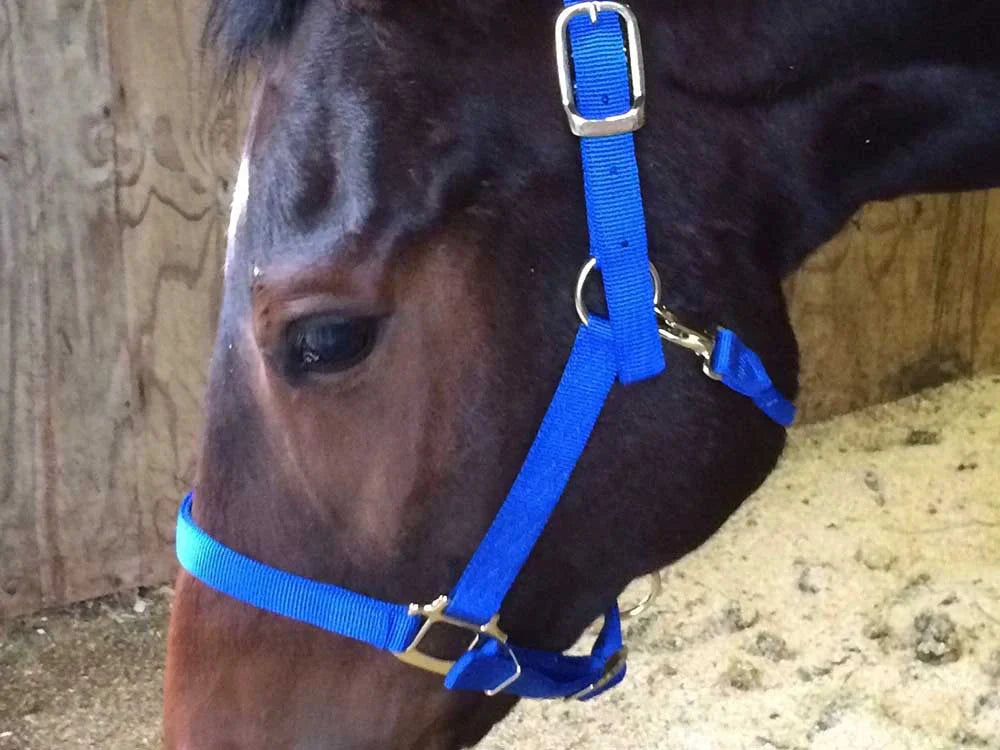 Brown horse wearing Nylon Adjustable Halter