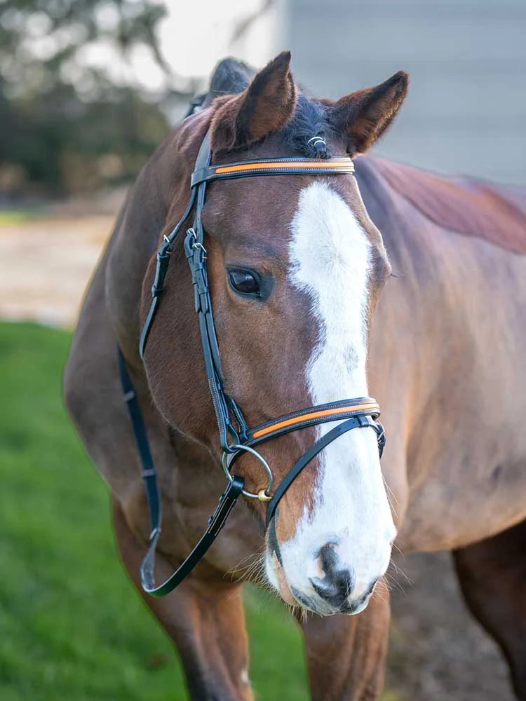 Broadmoor Monocrown Bridle with Accent Piping on Brown and White Horse