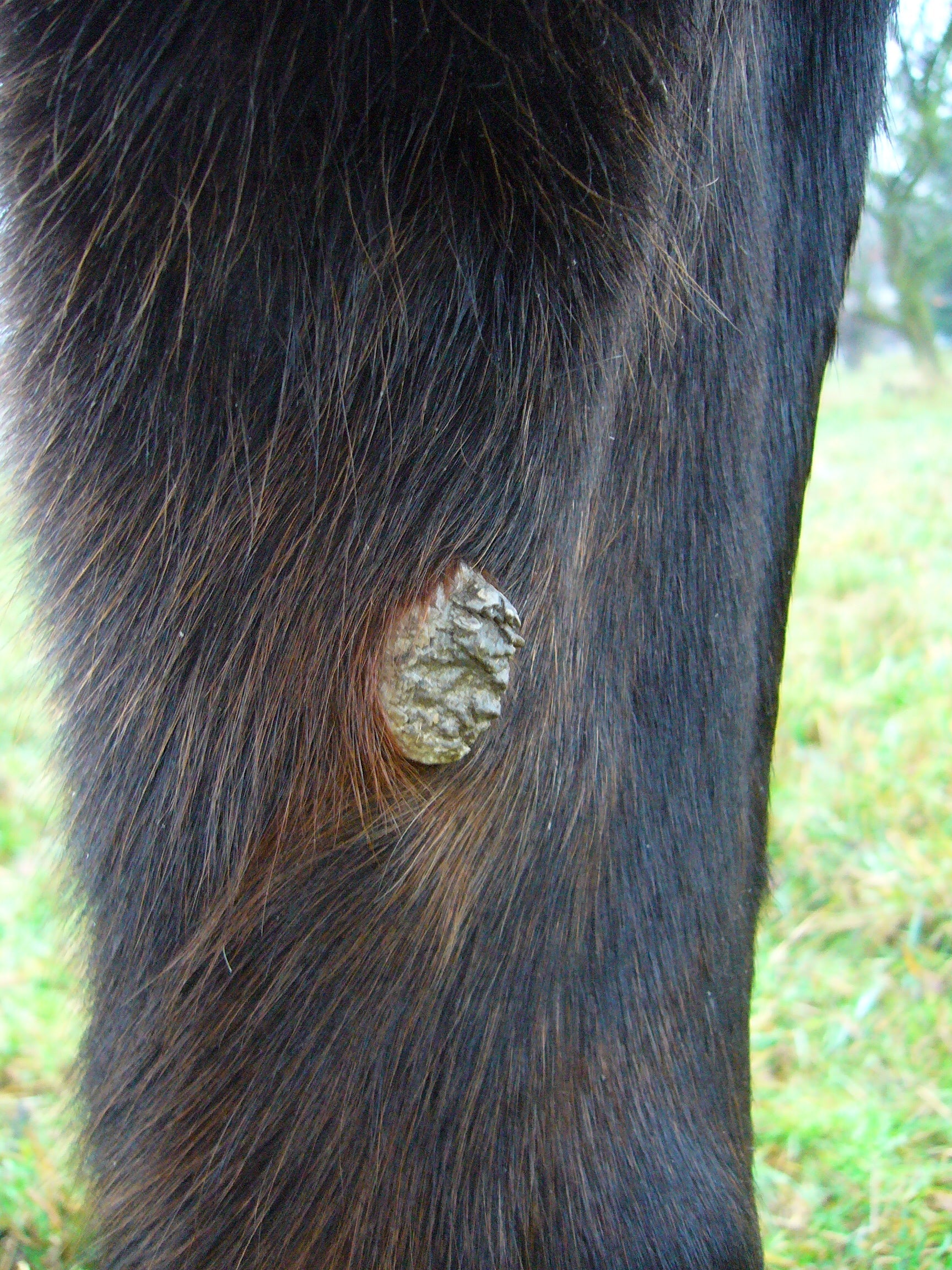 Chestnut on horse leg