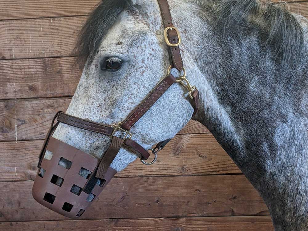Grey horse wearing brown grazing muzzle