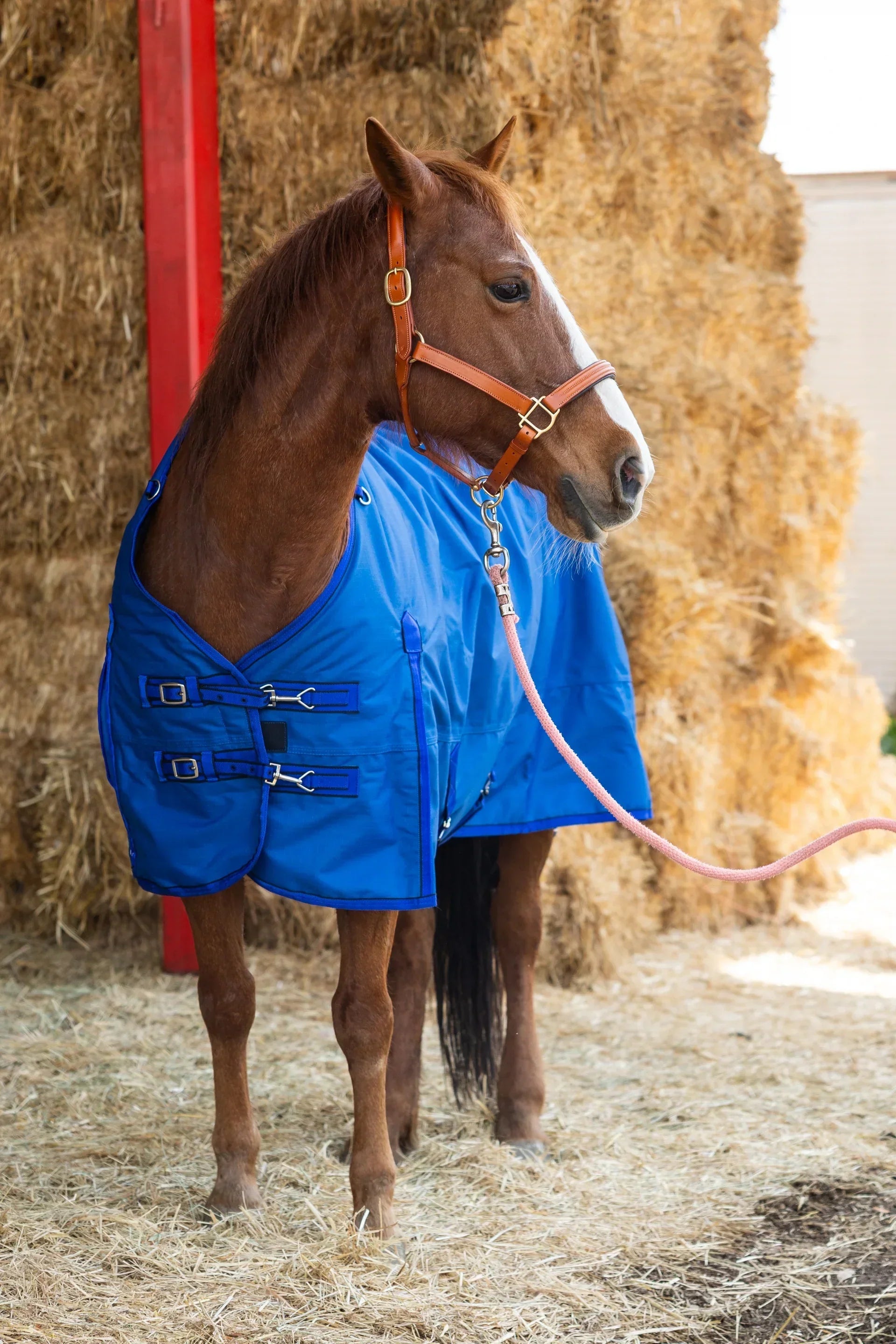 Brown horse in Royal Blue 1200 Denier Ripstop Turnout & Stable Blanket
