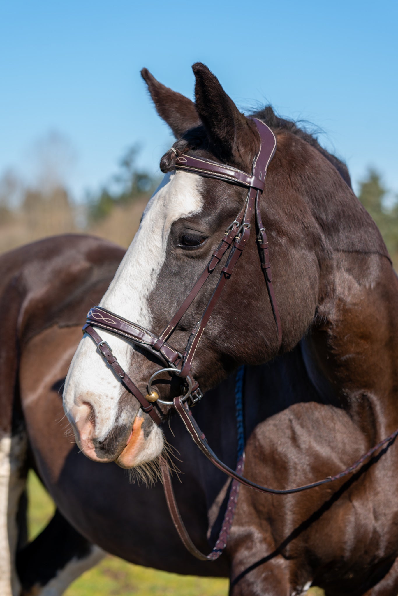 Munich Fancy Raised Flash Bridle