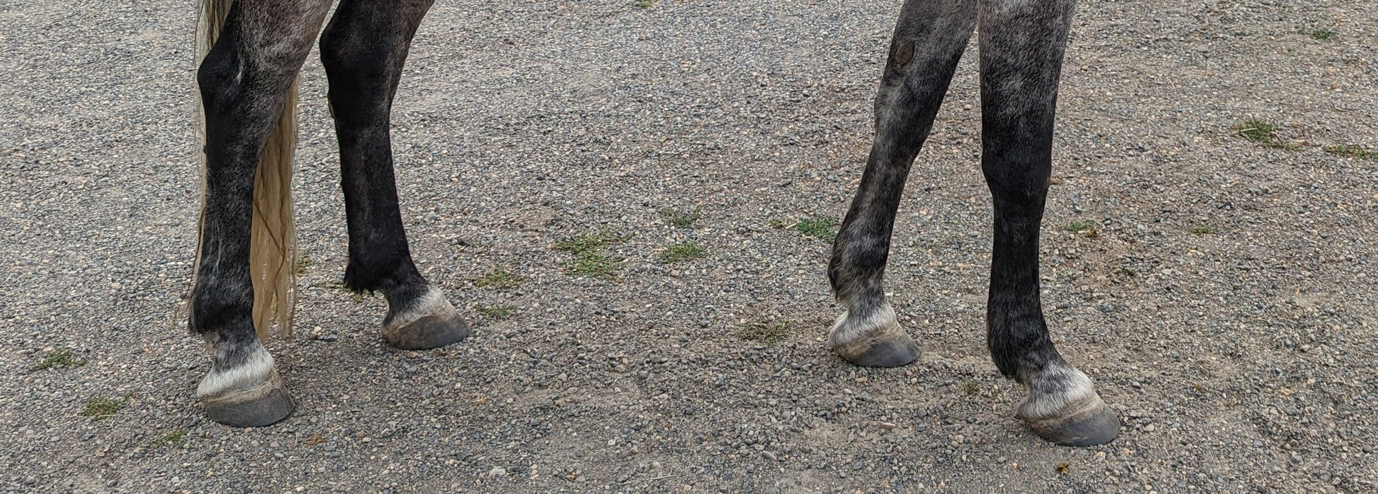 Horse legs