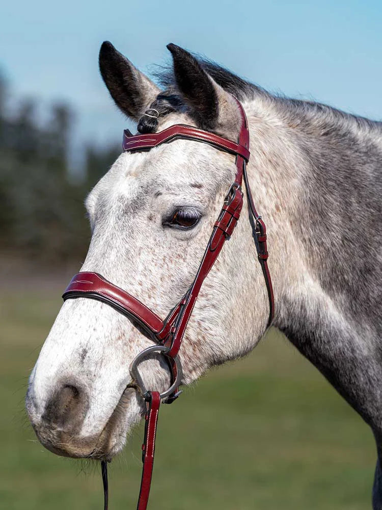 White horse with snaffle bit