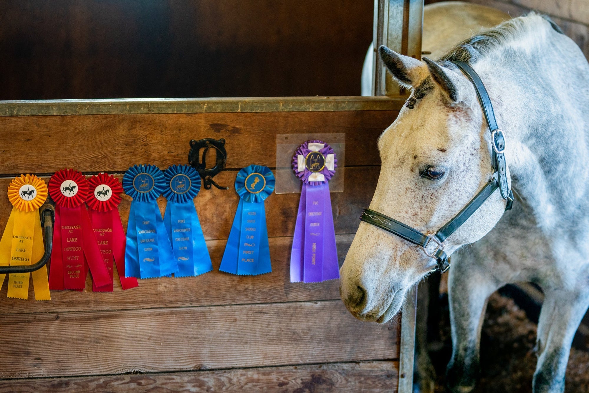 White horse next to ribbons