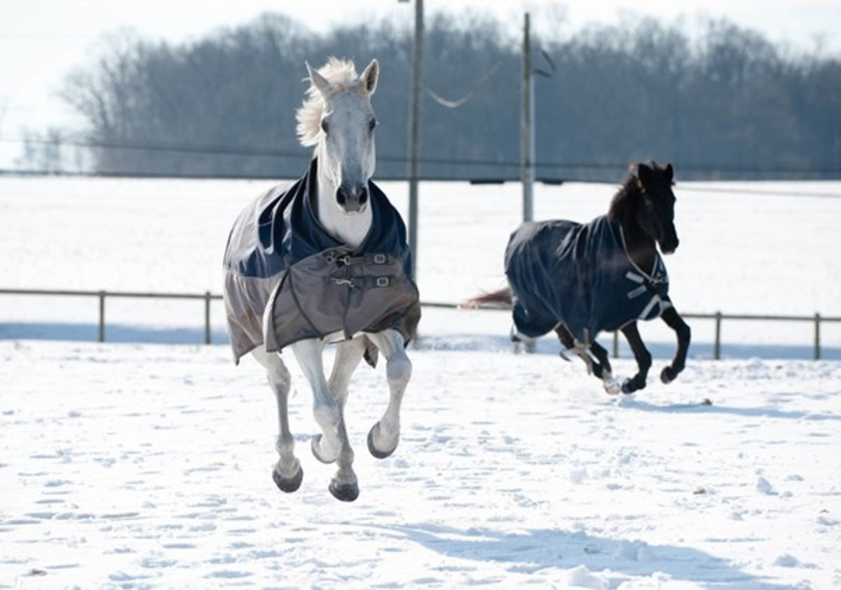 Horse stable blankets and sheets