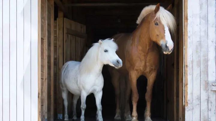 Pony Tack