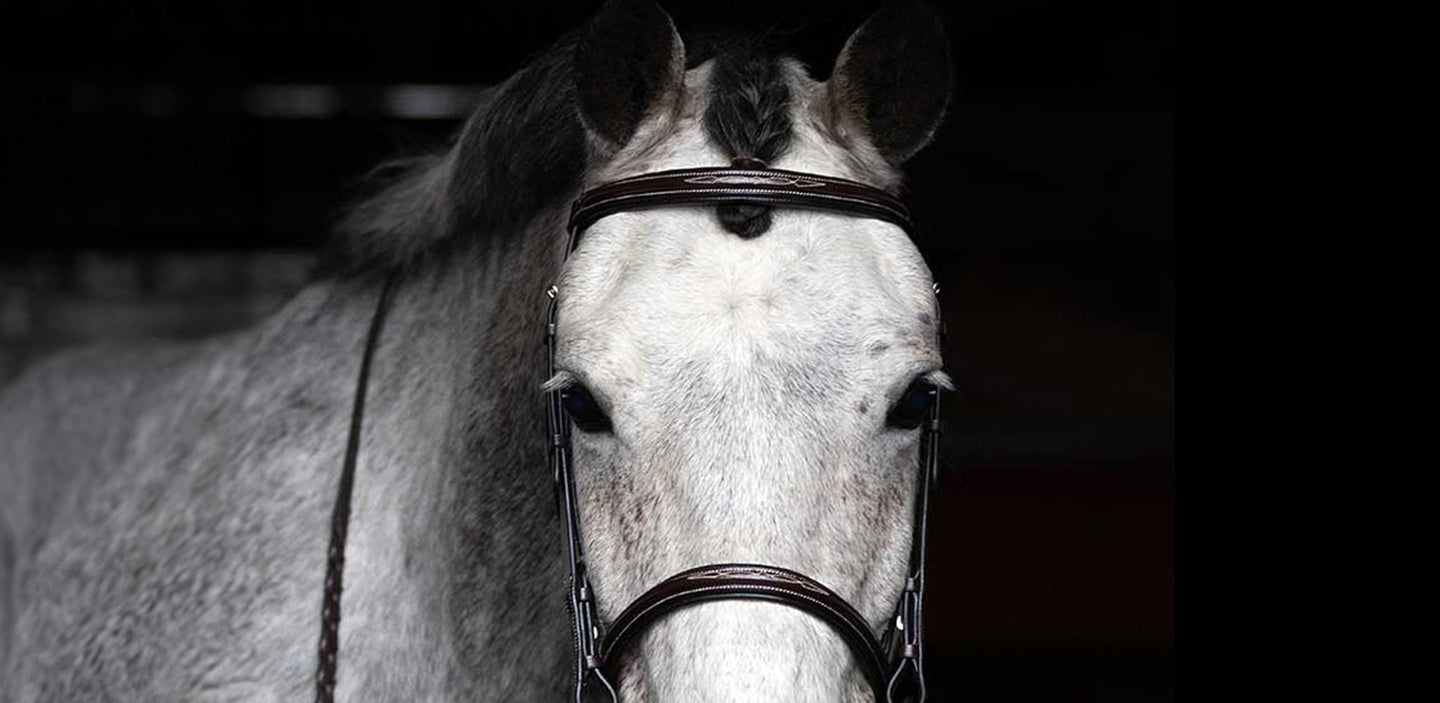 Horse Tack 