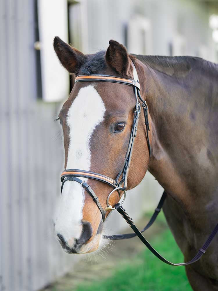 Broadmoor Monocrown Bridle with Accent Piping