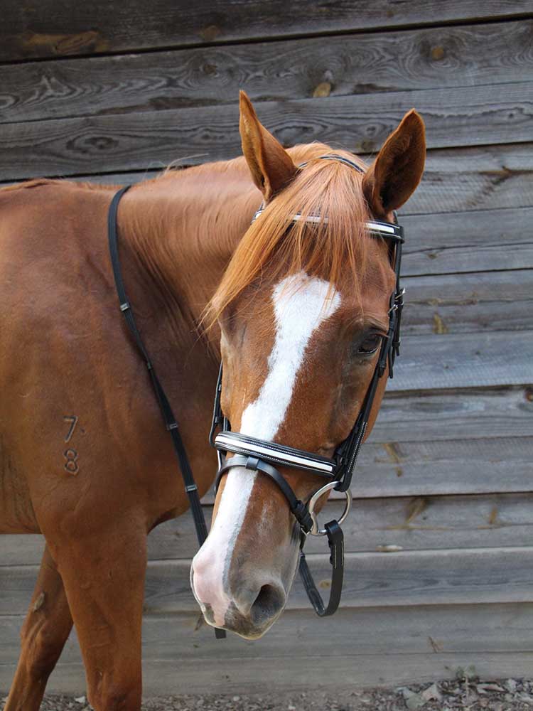 Broadmoor Monocrown Bridle with Accent Piping