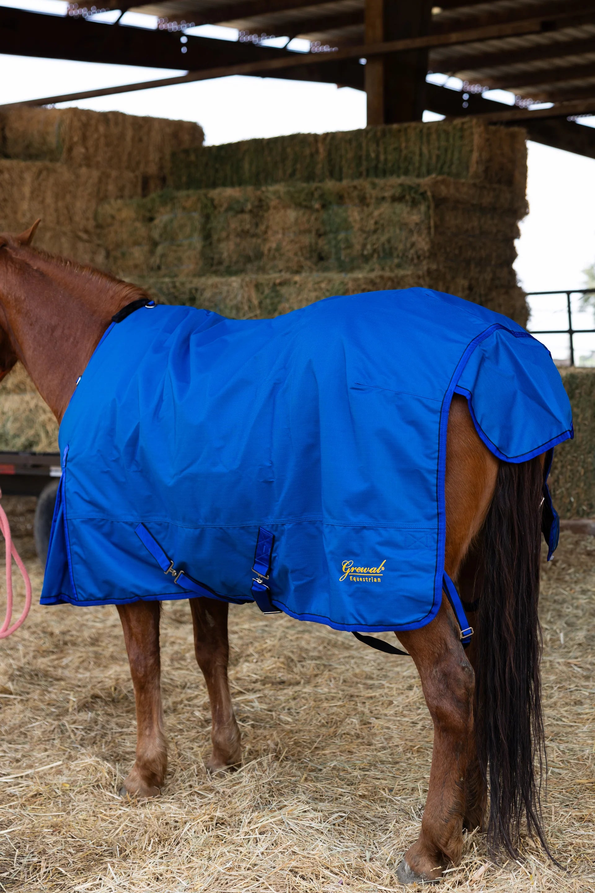 Horse wearing royal blue 600D Turnout &amp; Stable Blanket