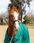 Horse wearing dark green 600D Turnout & Stable Blanket