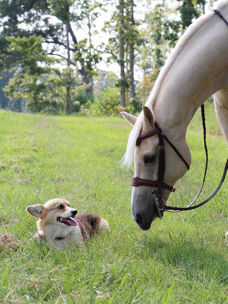 Santorini Snaffle Bridle