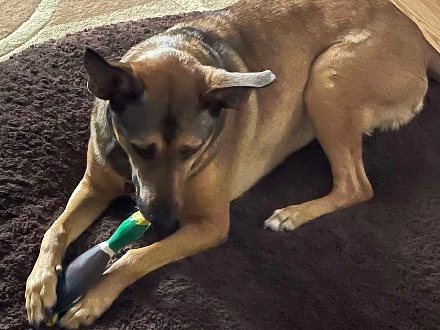 Rubber PlayDukk Duck Squeaker Dog Toy