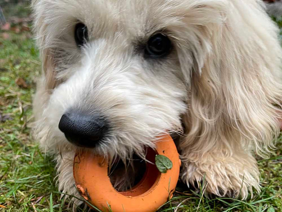 Tyre Me Out Rubber Dog Toy