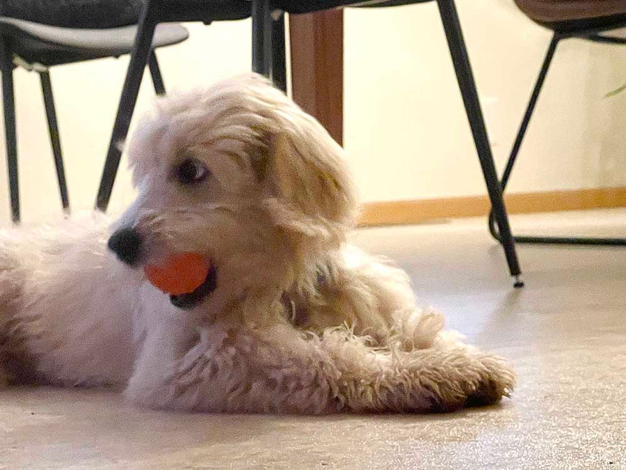 Orange Solid Basketball Rubber Dog Toy