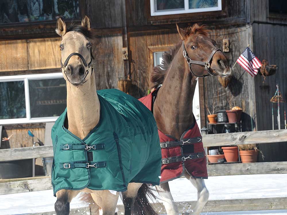 600D Turnout &amp; Stable Blanket
