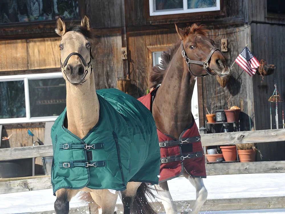 Two horses, one wearing a green 600D Turnout &amp; Stable Blanket and the other a red blanket, standing in front of a wooden stable.
