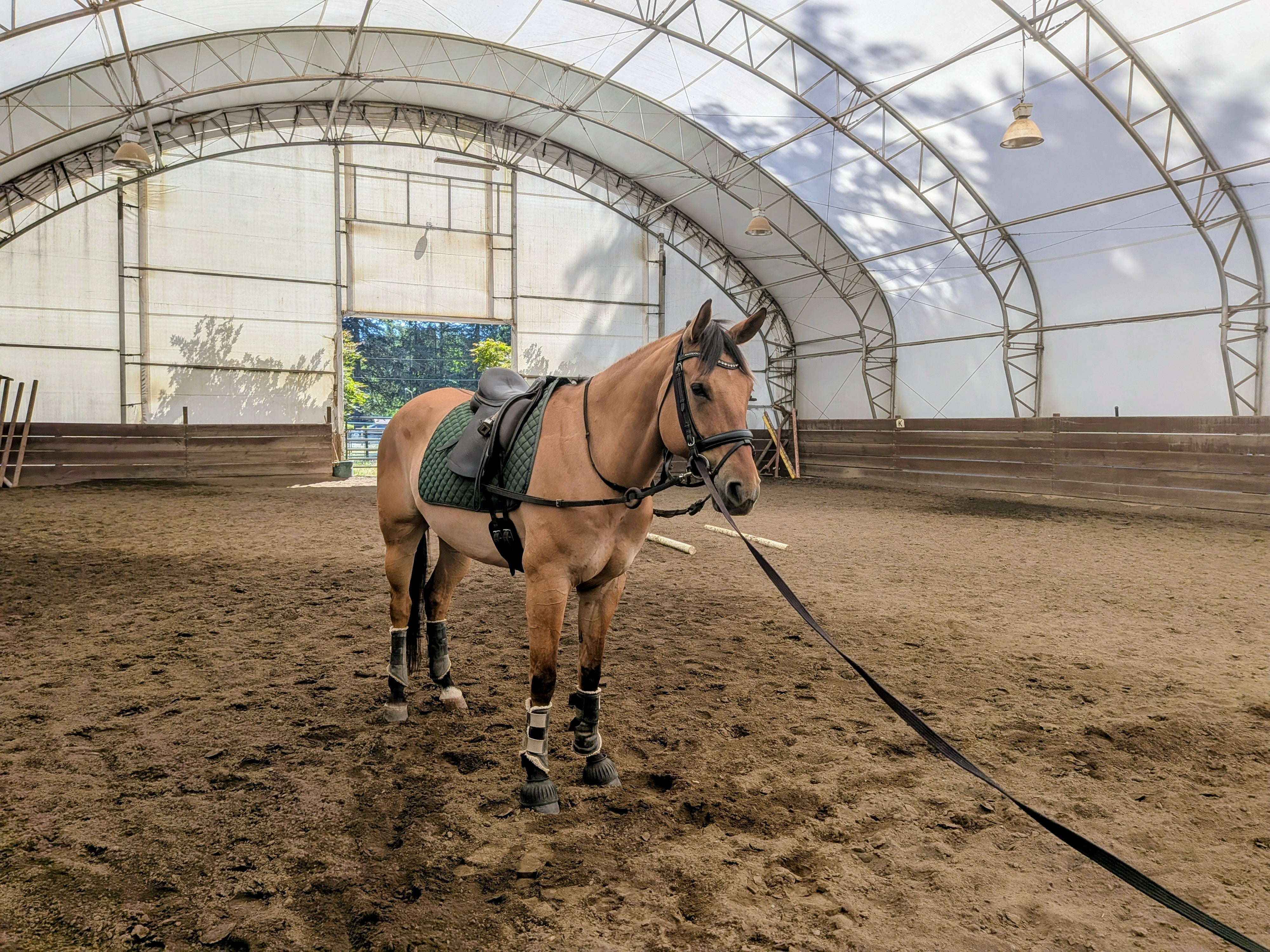Adjustable Leather Side Reins with Rubber Ring – Grewal Equestrian