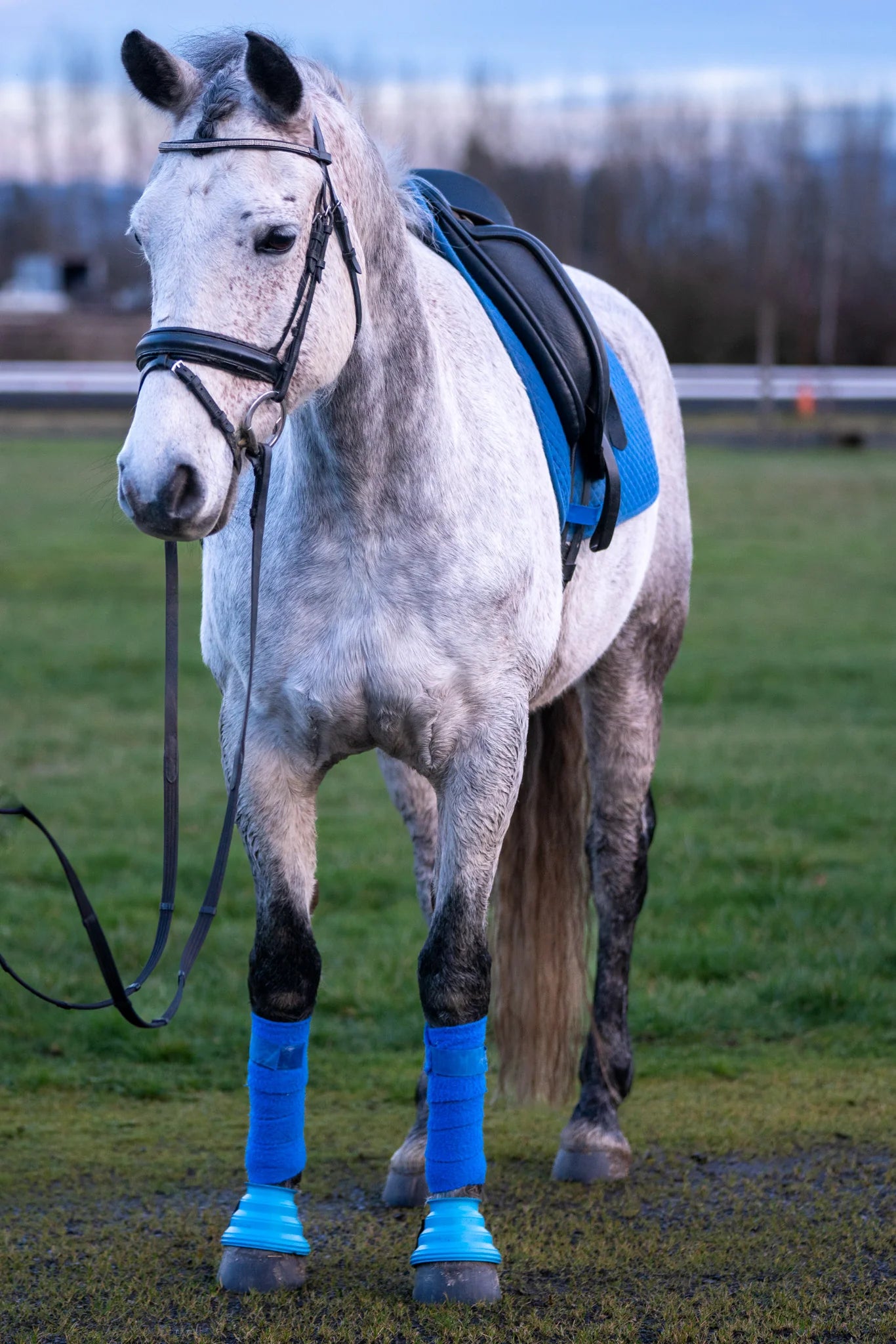Blue Safety Step Bell Boots on horse