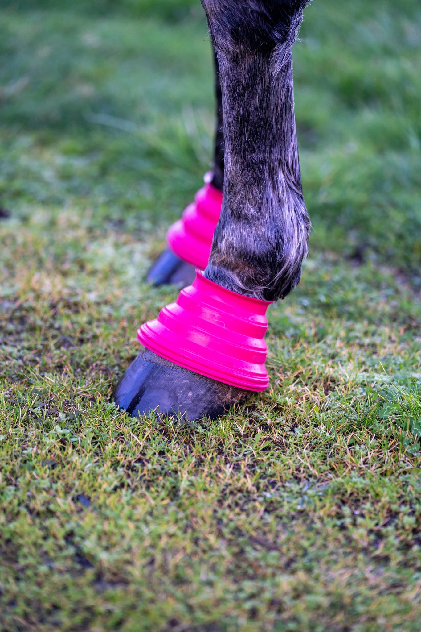 Close up of Pink Safety Step Bell Boots on horse