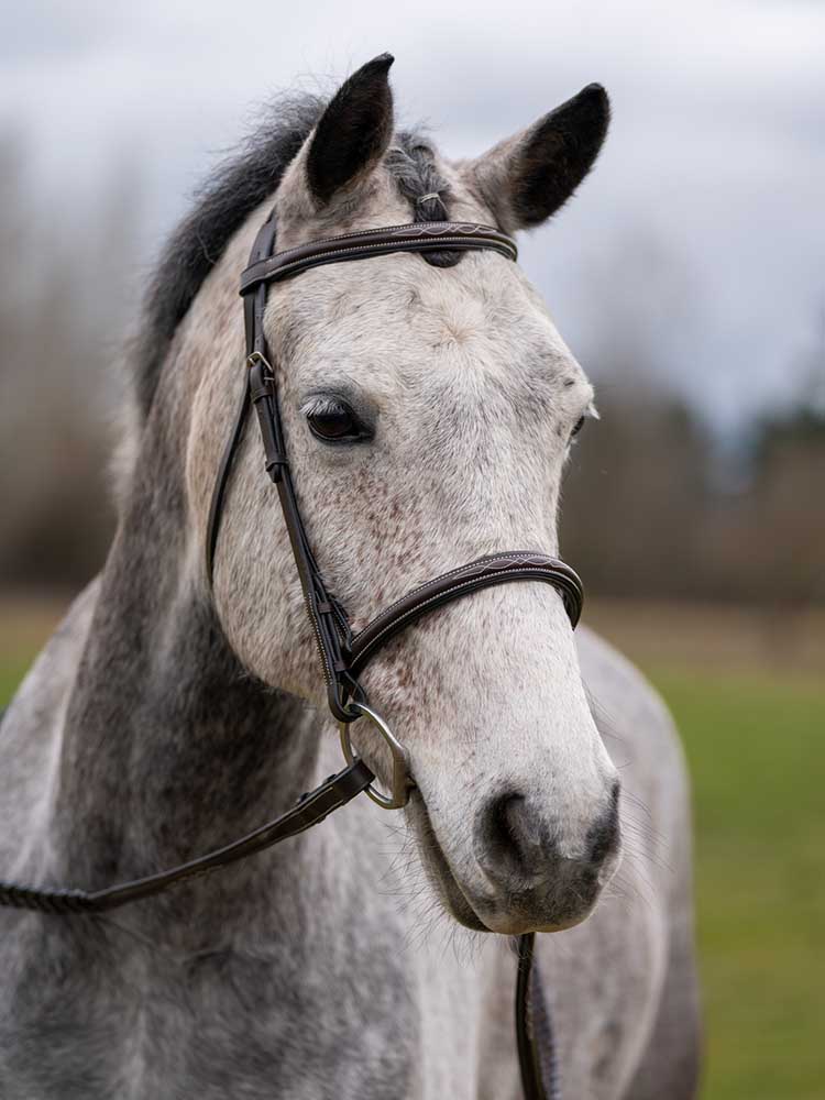 Thornberry Fancy Raised Padded Hunter Bridle