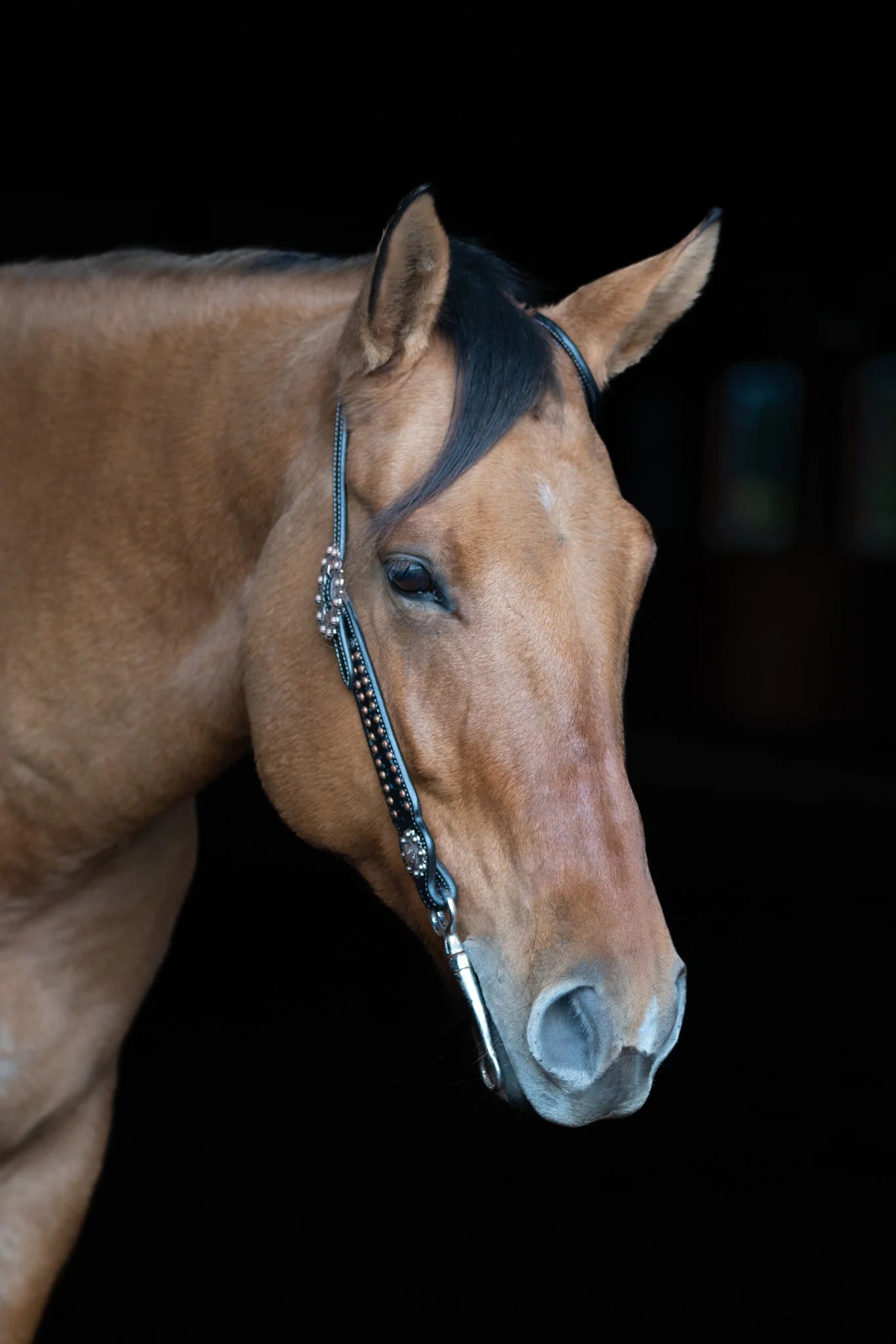 Close-up of a brown horse wearing a bridle against a dark background